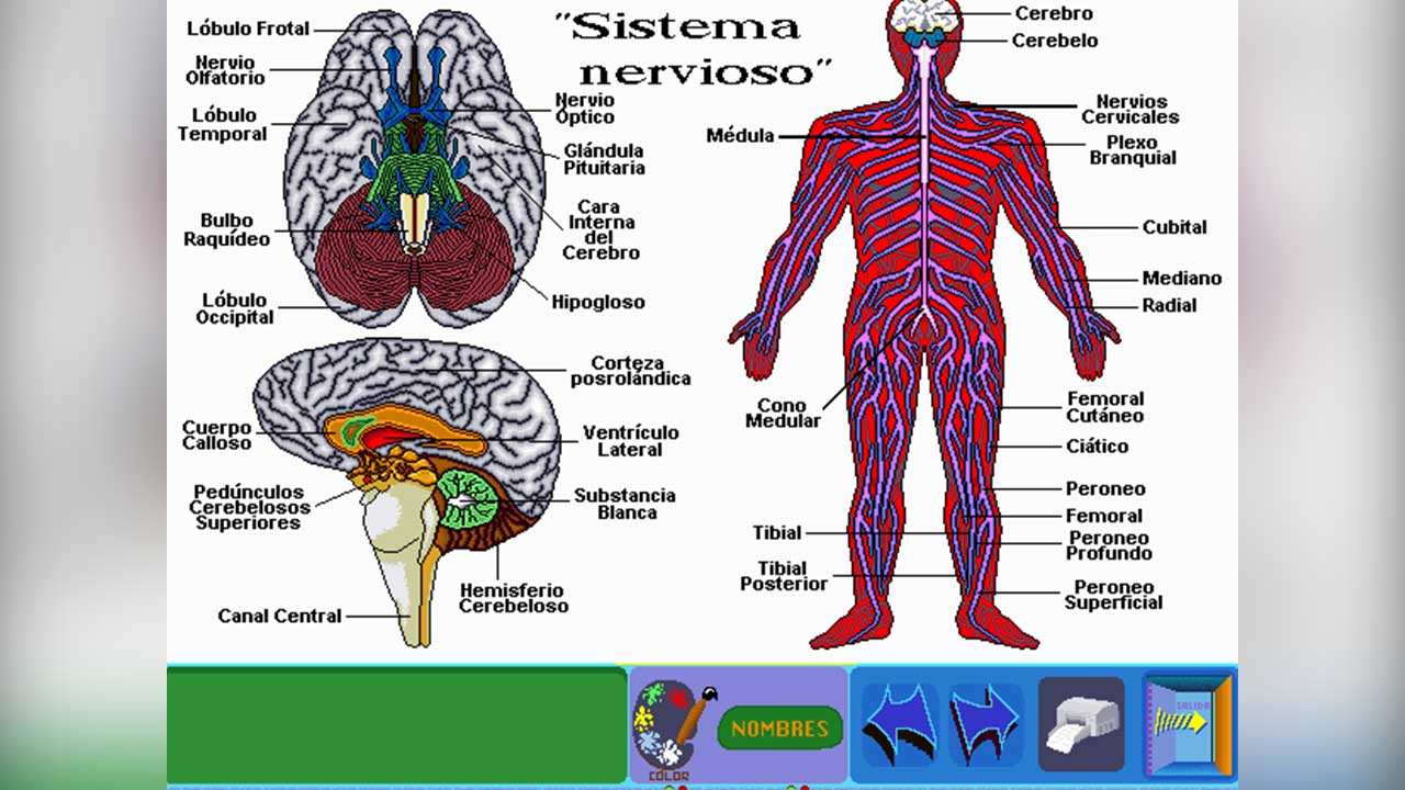 Programa de aprendizaje para aprender sobre el sistema nervioso para niños de sexto de primaria