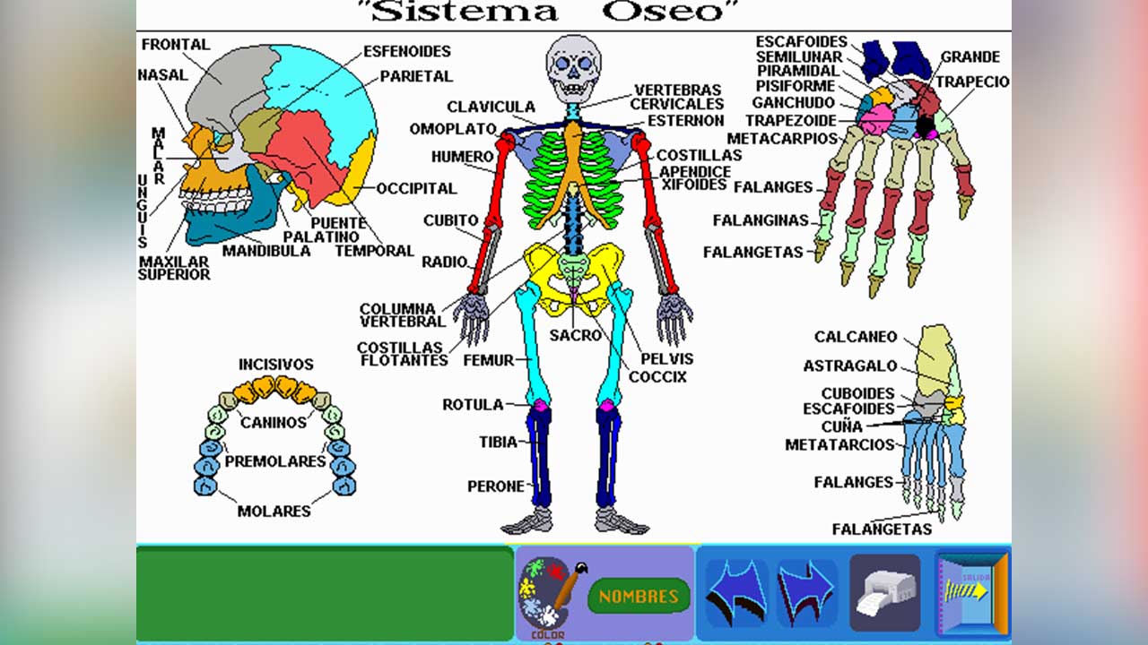 Software educativo para aprender sobre el sistema óseo para niños de segundo de secundaria